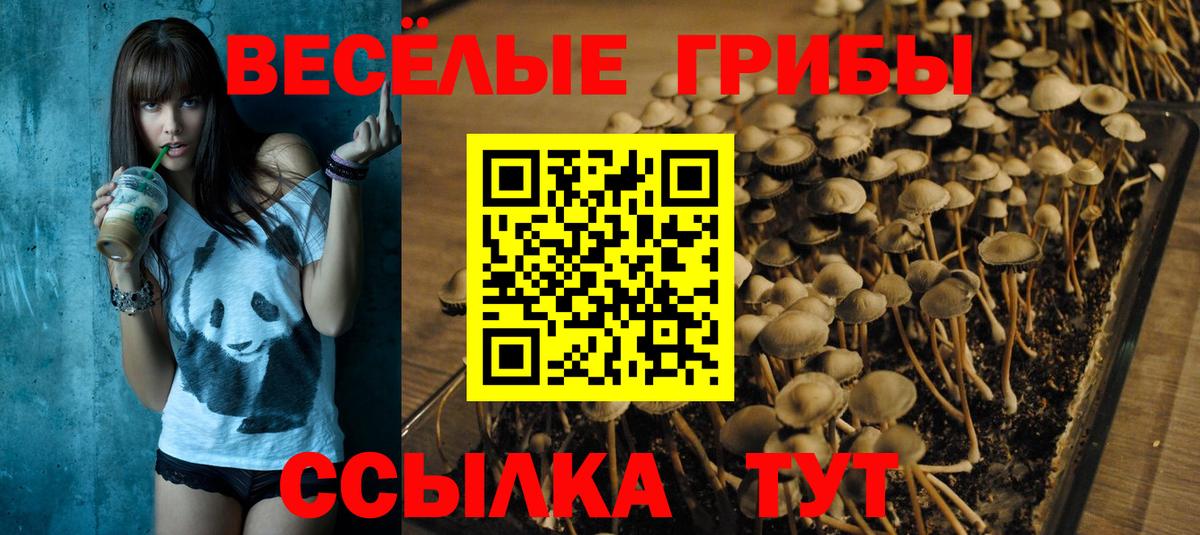 Псилоцибиновые грибы Psilocybe Заринск